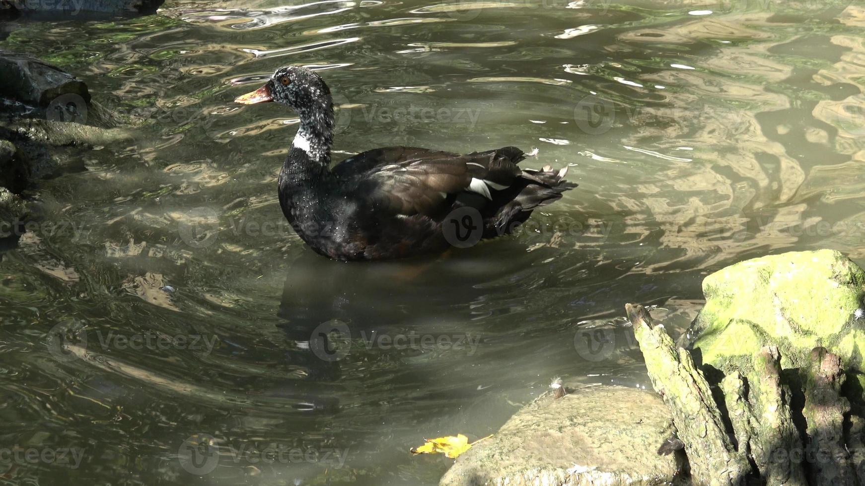 canard branchu à ailes blanches, asarcornis scutulata photo