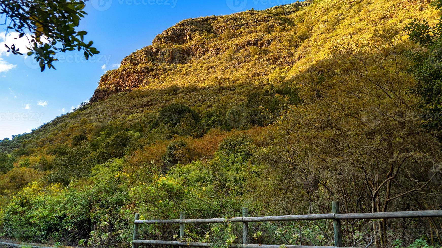 Forêt de lauriers à Gran Canaria photo