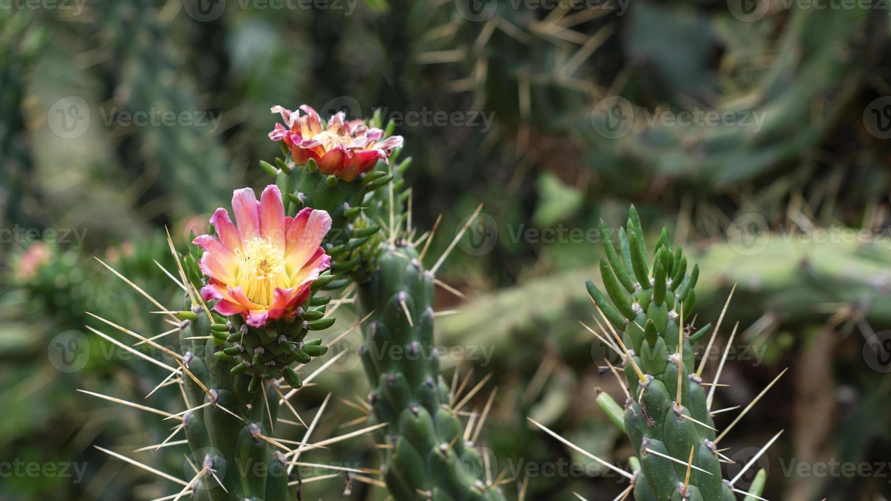 fleur de cactus en macro photo