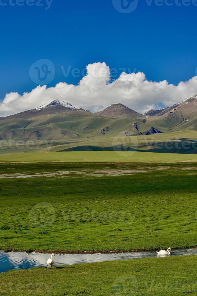 le beauté de cygne Lac dans bayanboulak, Xinjiang photo