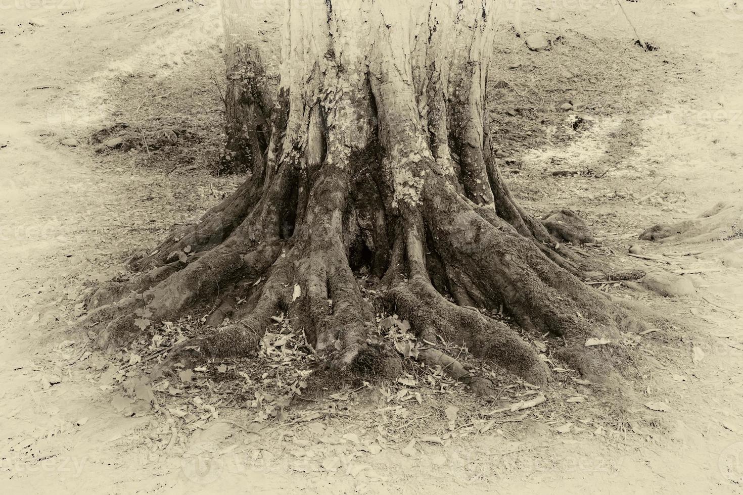 ancien photo de une arbre les racines dans une forêt. proche en haut