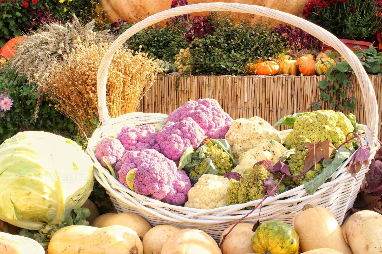 citrouille et légumes biologiques dans un panier en rotin lors d'une foire agricole. récolte du concept de temps d'automne. plante naturelle d'automne de jardin. décor d'halloween d'action de grâces. fond rural de ferme festive. nourriture végétalienne. photo