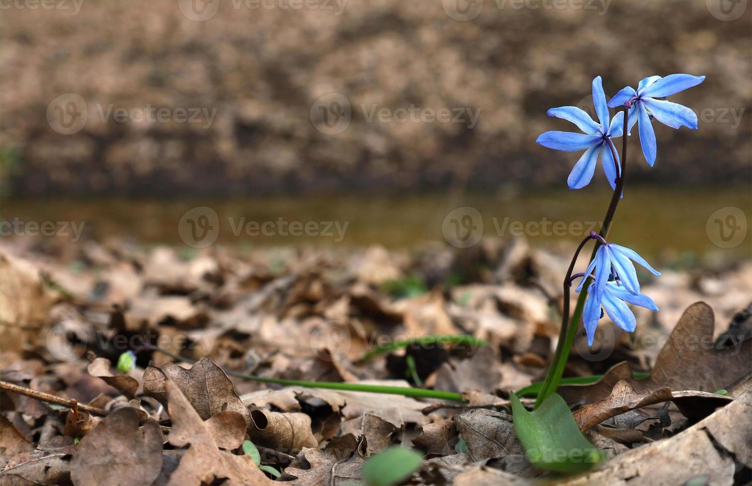 un bleu scilla Sibérie fleur dans forêt, fermer. premier printemps bulbeux plante appelé bois squille. printemps Naturel Extérieur Contexte avec endroit pour texte. photo