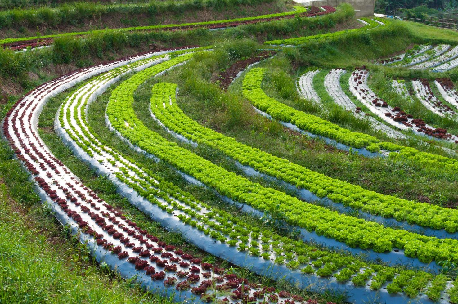 rangées de plantations de laitue fraîche et de légumes de l'agriculture familière à la campagne en thaïlande photo