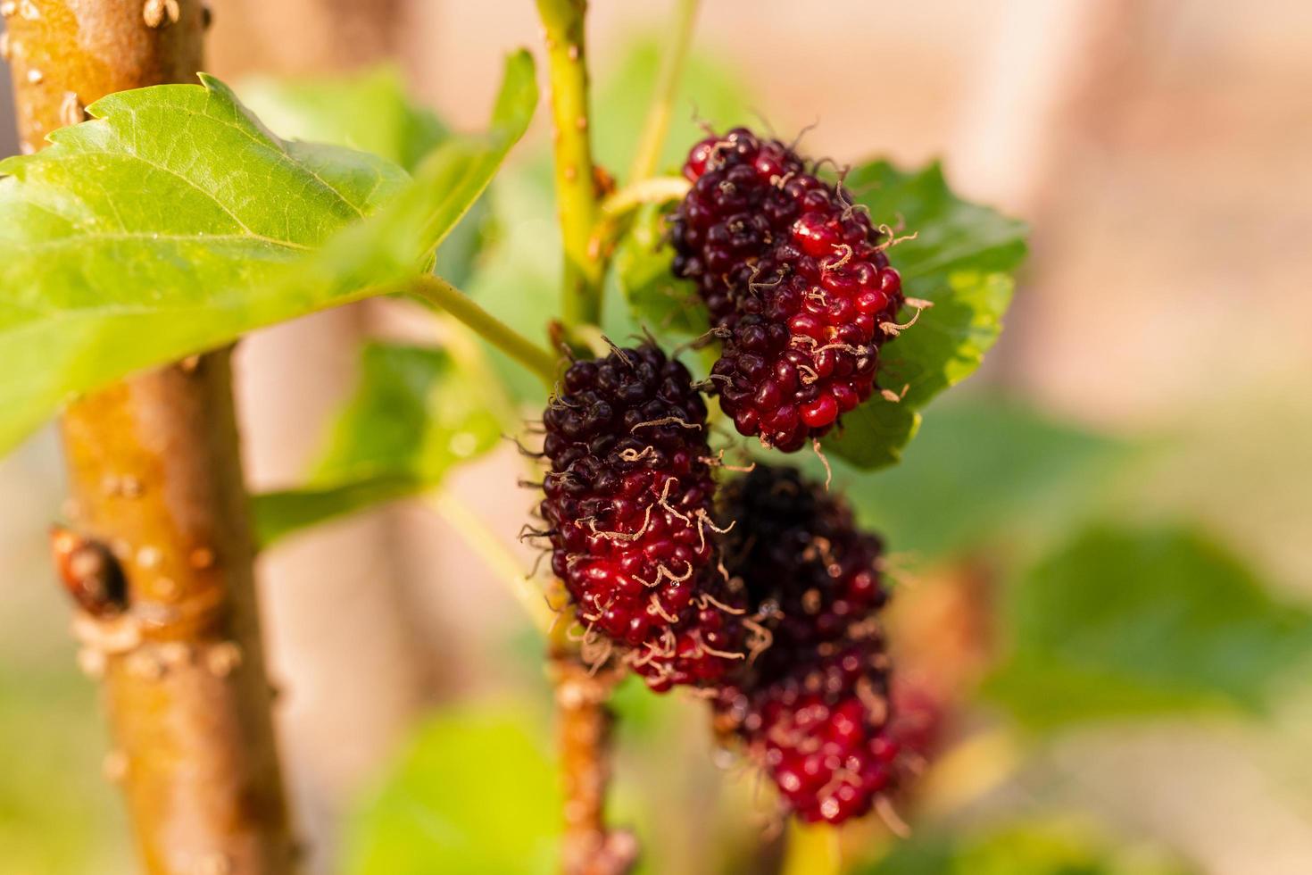 Mûrier frais, mûres noires mûres et rouges mûres non mûres accrochées à une branche photo