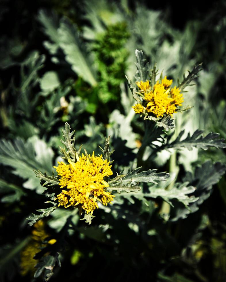 fleurs de montagne jaunes photo