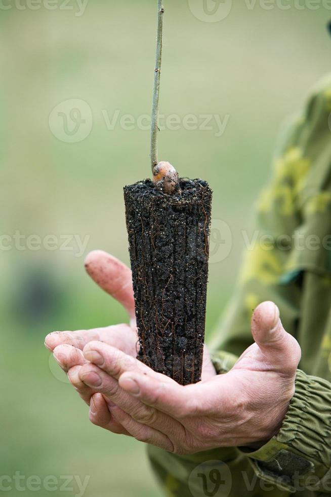 fermer main tenir semis arbre croissance sur vert brouiller Contexte. éco Terre journée concept. forêt préservation concept. arbre plantation. forêt préservation concept photo