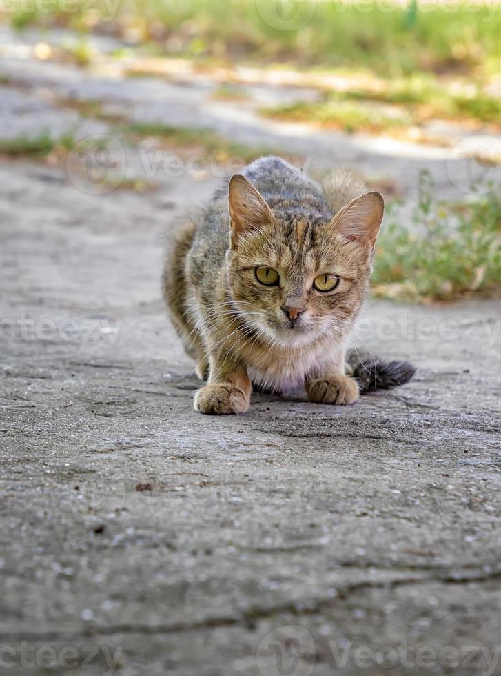 une chat juste avant le attaque. une sauvage faim chat est chasse. chat prépare à sauter sur quelque chose elle est traque. photo