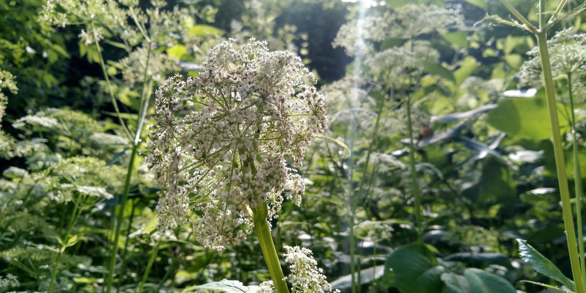 toxique les plantes. fleurs épanouissement. la nature photo. photo