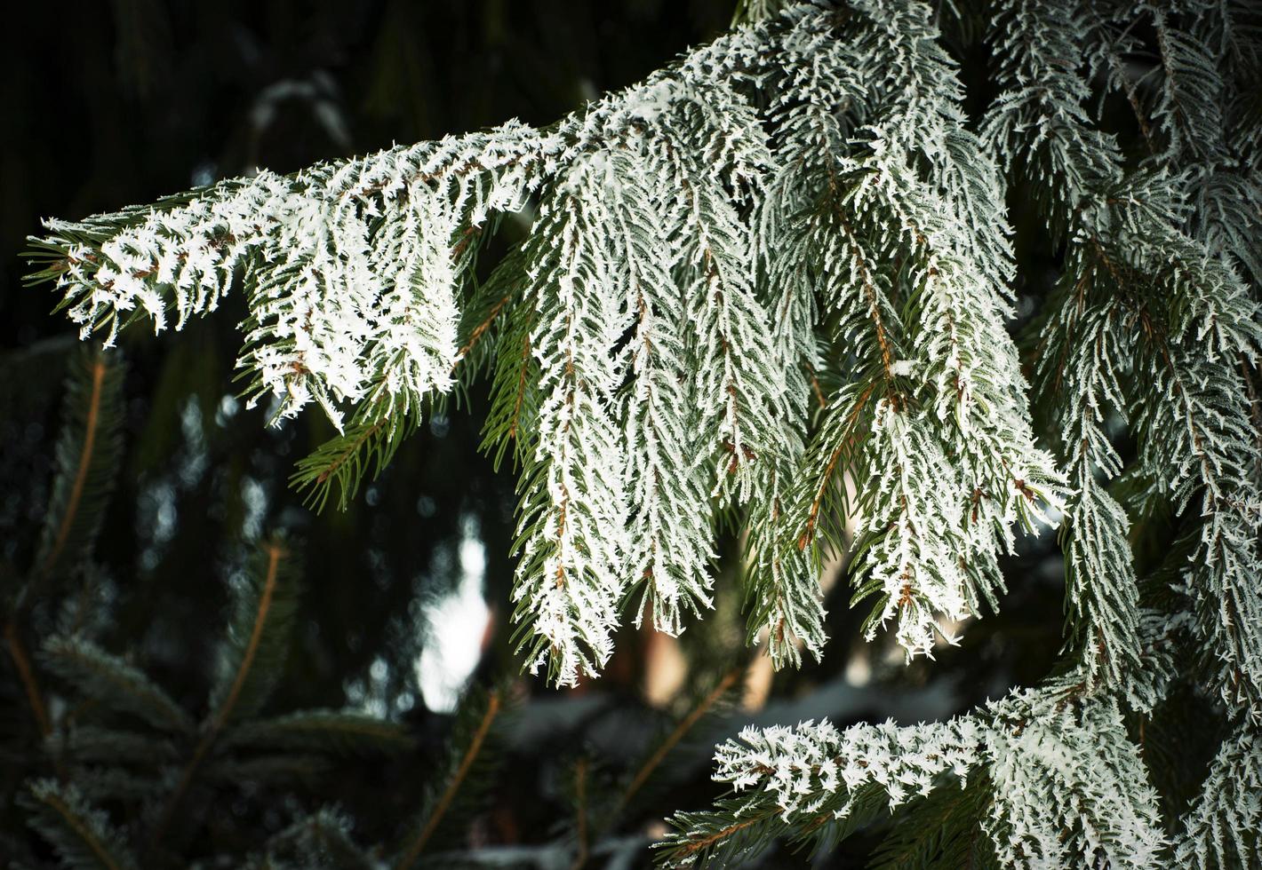 branche d'épinette avec givre photo