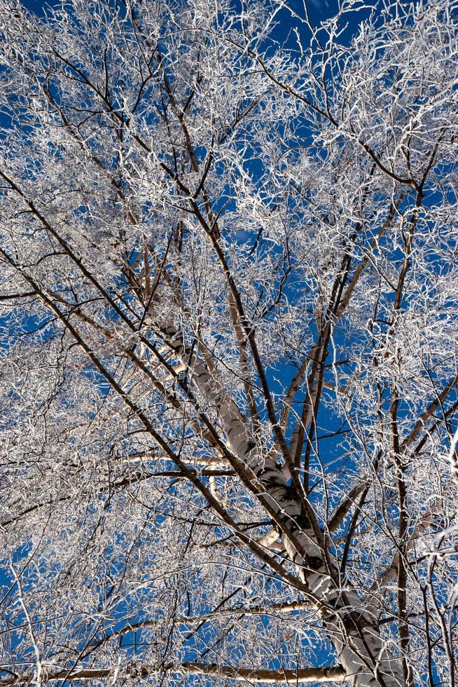 branches congelées d'un bouleau photo