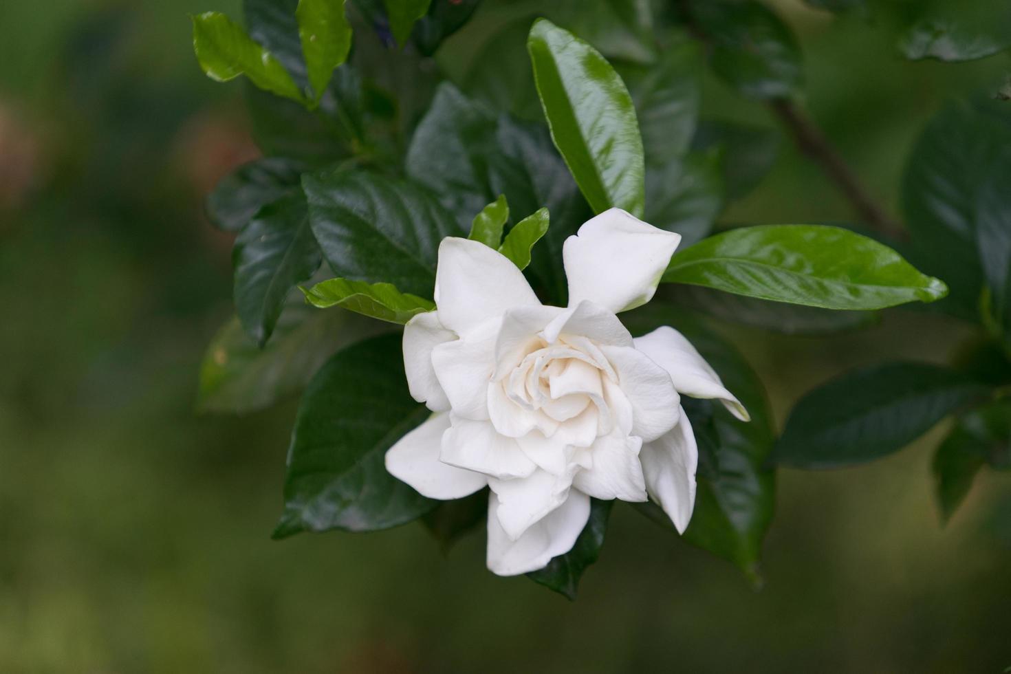 gros plan, de, a, fleur camélia blanc, et, feuilles vertes photo