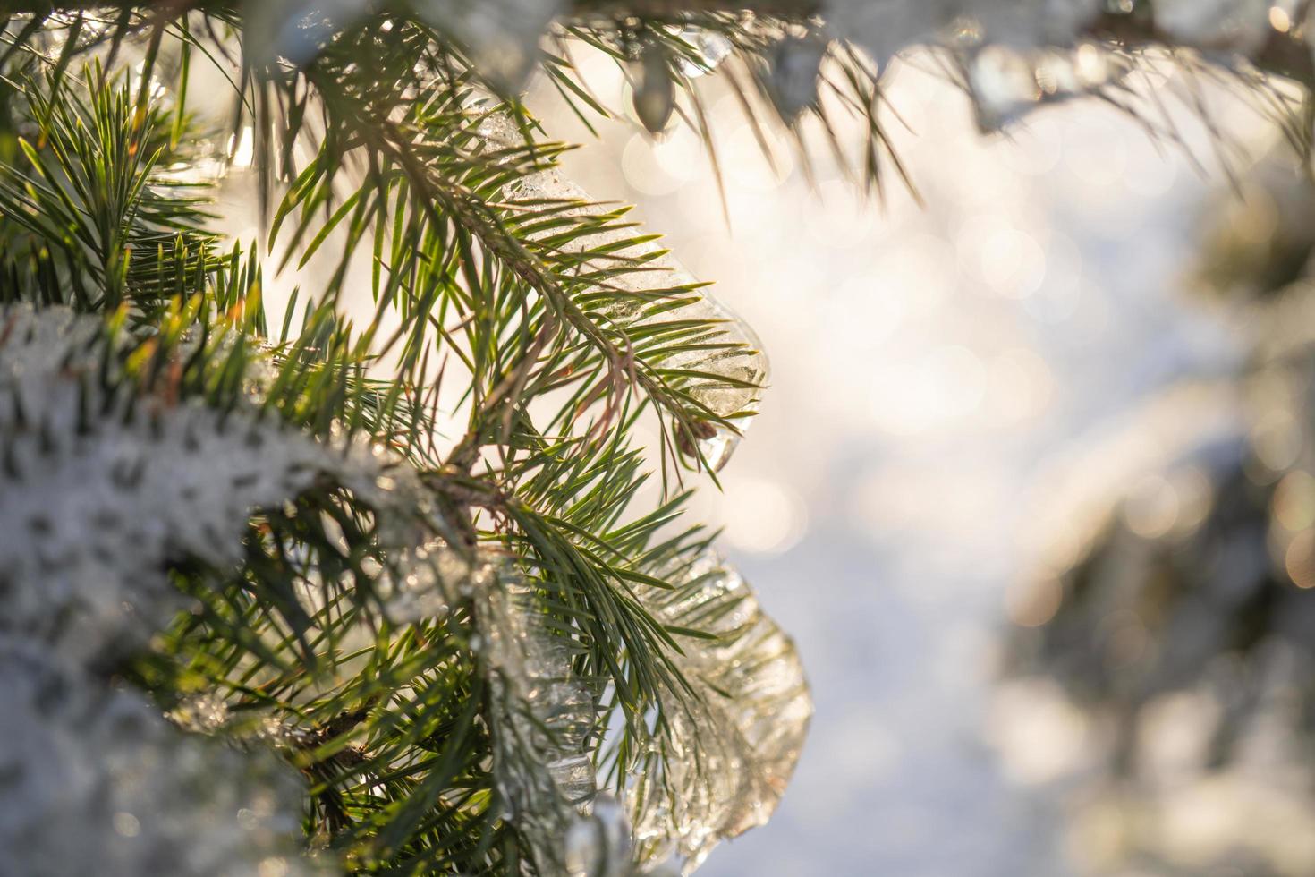 glaçons sur une branche d'arbre d'épinette photo