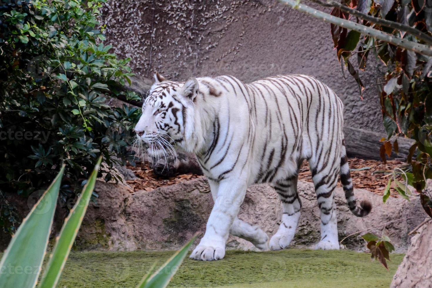 tigre blanc au zoo photo