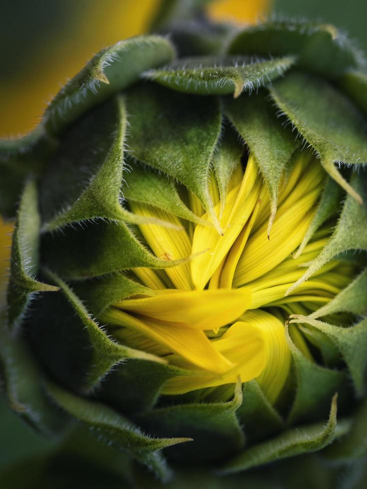 gros plan de bourgeon de tournesol photo