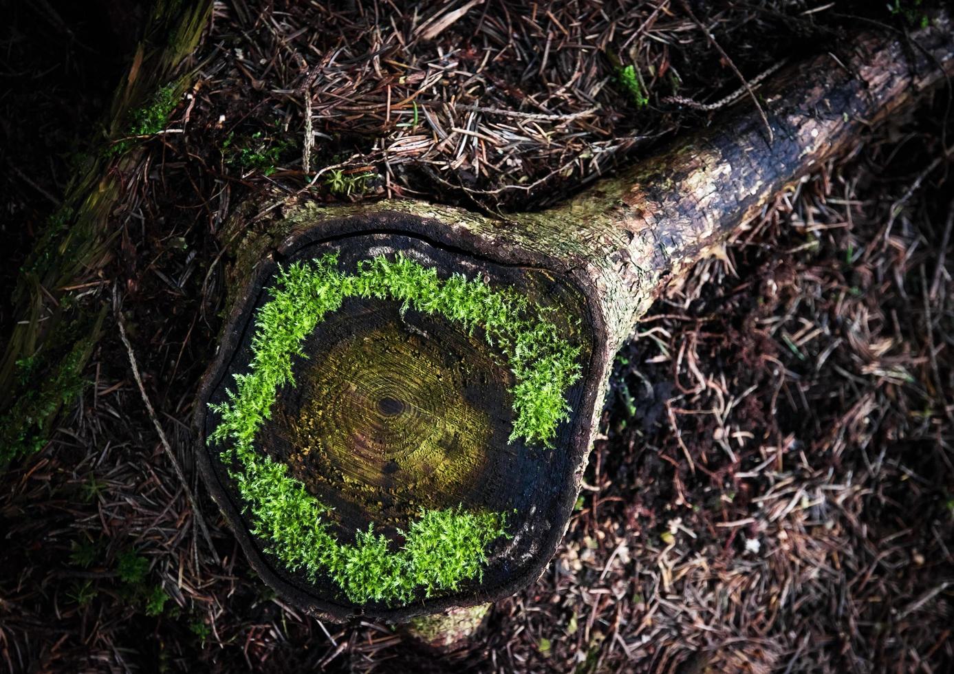 mousse verte sur une vieille souche photo