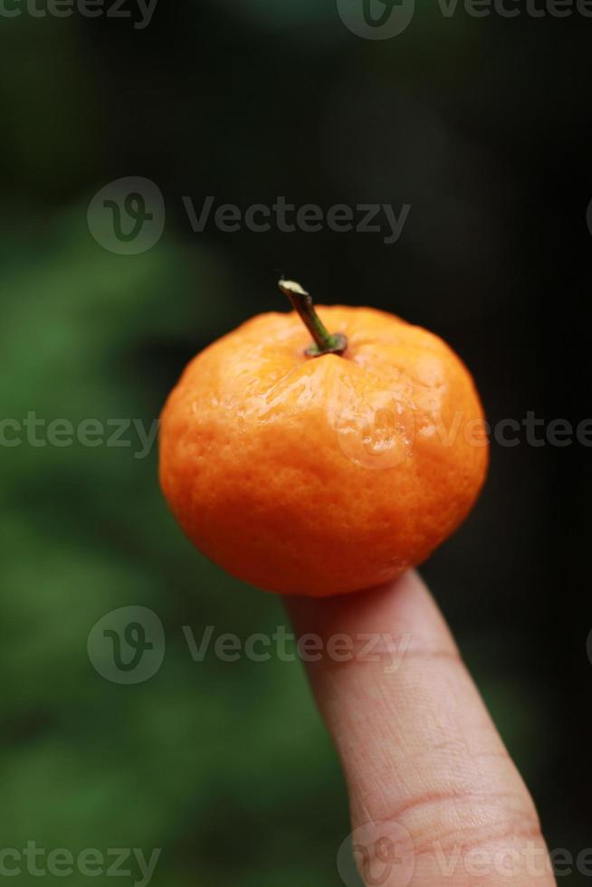 une proche en haut de mini agrumes des fruits mis sur bout des doigts avec des arbres dans le Contexte. fruit photo concept.