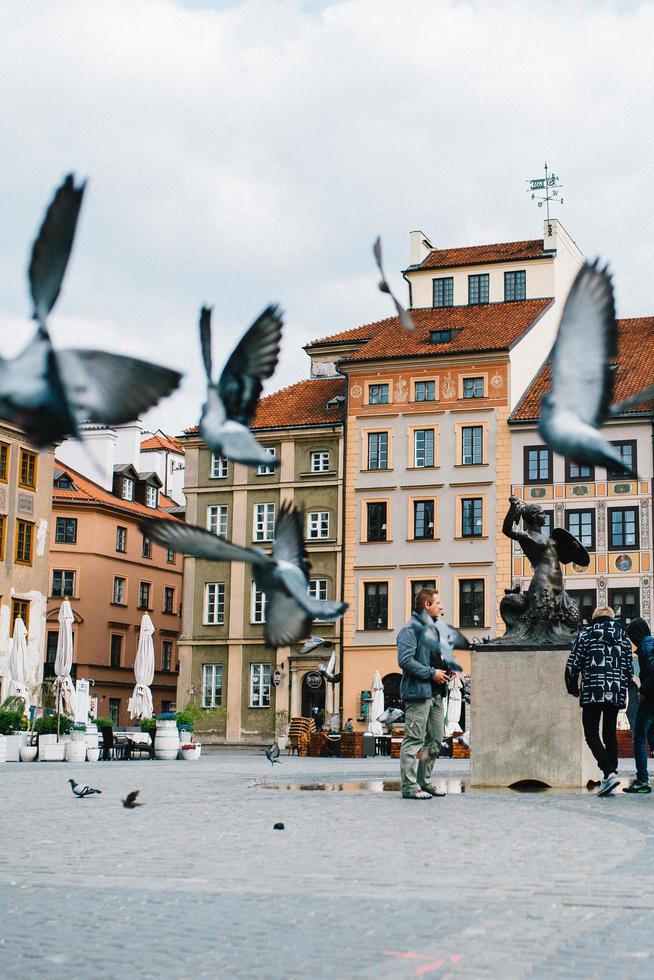 Varsovie, Pologne 2017- oiseaux qui volent dans la vieille Europe photo
