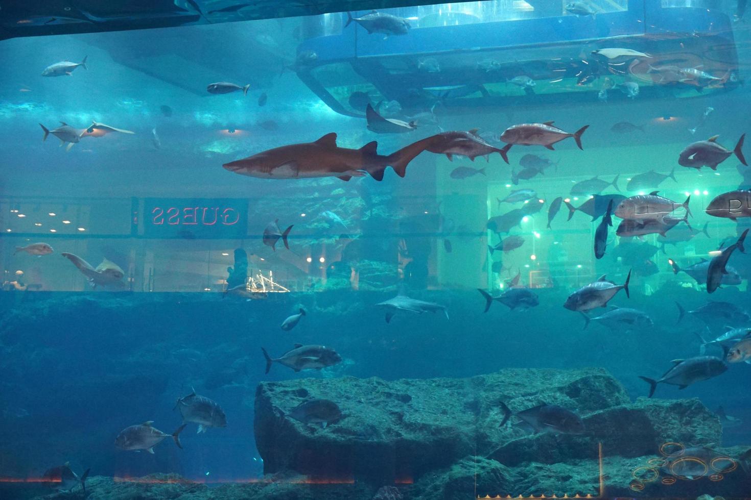 Dubaï, Émirats Arabes Unis - 14 août 2017 - personnes visitant l'aquarium du centre commercial photo