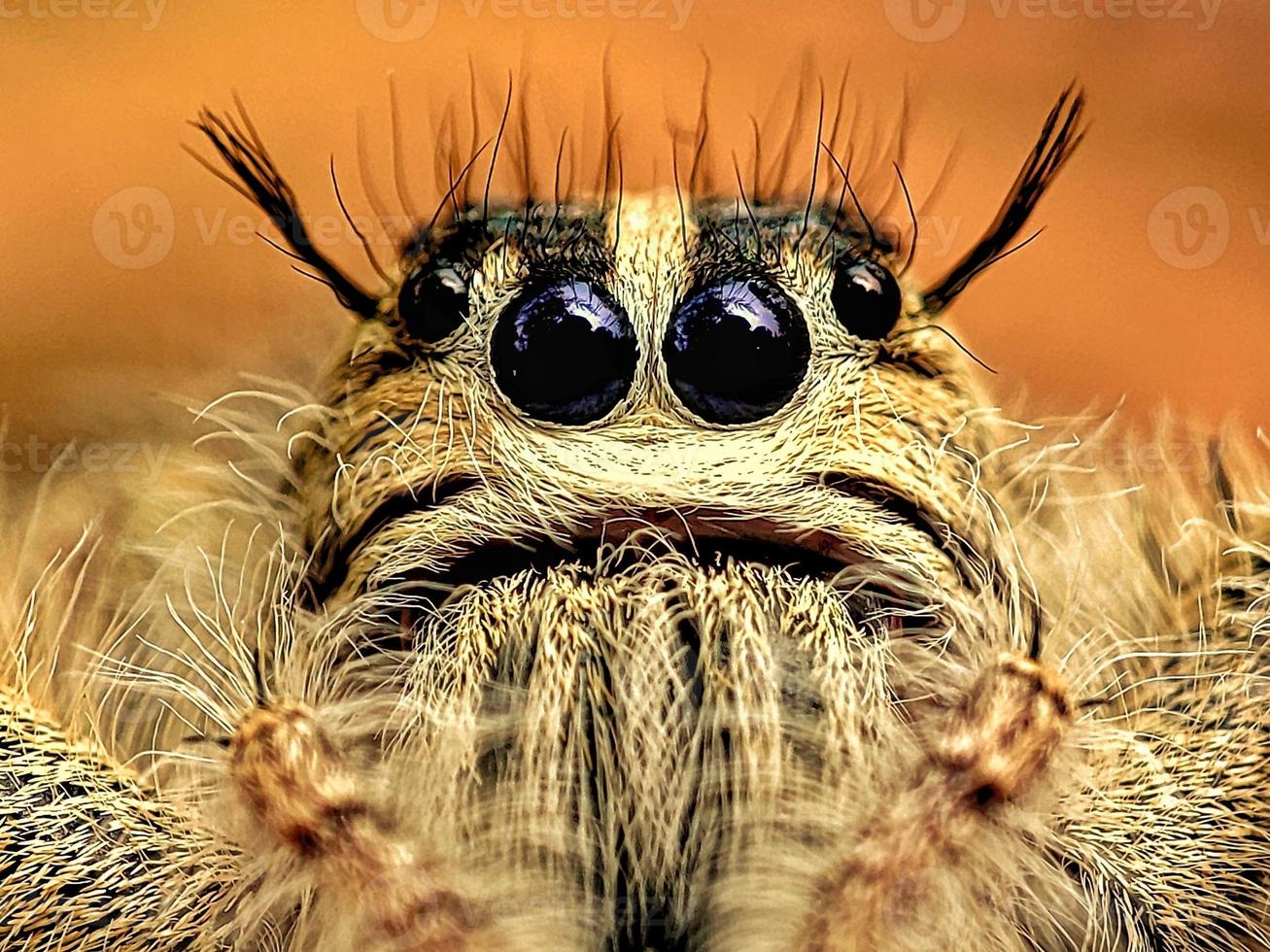 proche en haut photo de hyllus Diardi