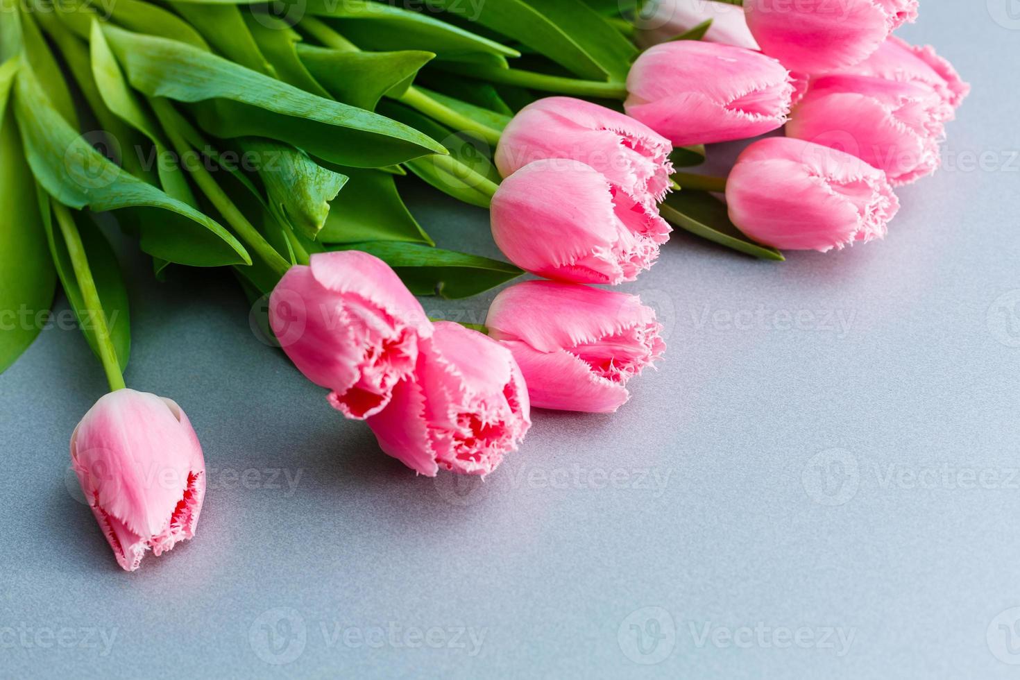 tulipes. laps de temps de brillant rose rayé coloré tulipes fleur épanouissement sur blanc Contexte. temps laps tulipe bouquet de printemps fleurs ouverture, fermer. vacances bouquet. photo