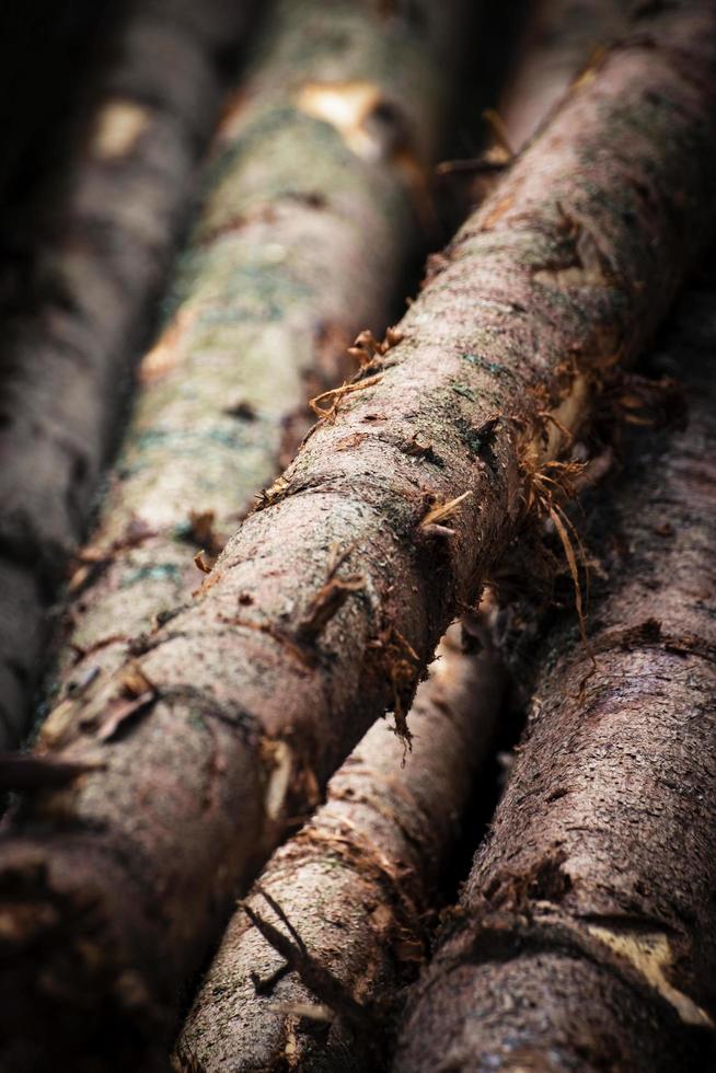 Détail d'un tronc d'épinette en bois photo