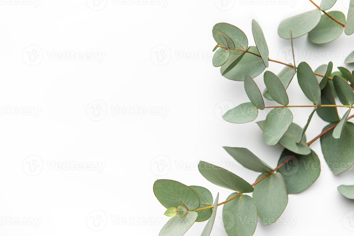 eucalyptus branche sur blanc Contexte. photo