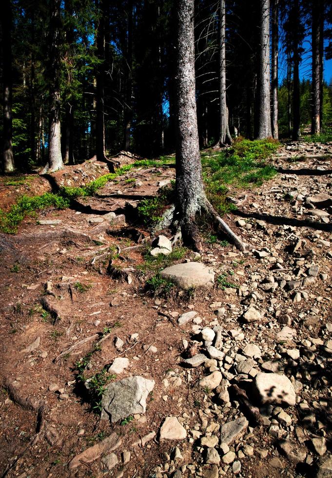 forêt avec trottoir en pierre photo