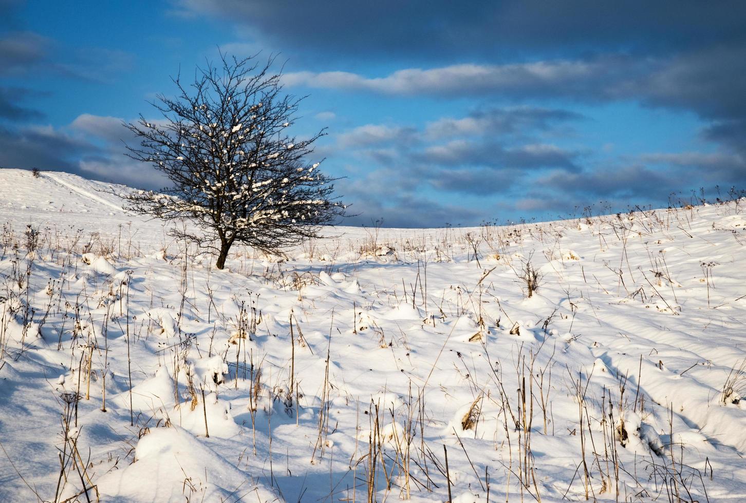 buisson solitaire sur une prairie enneigée photo