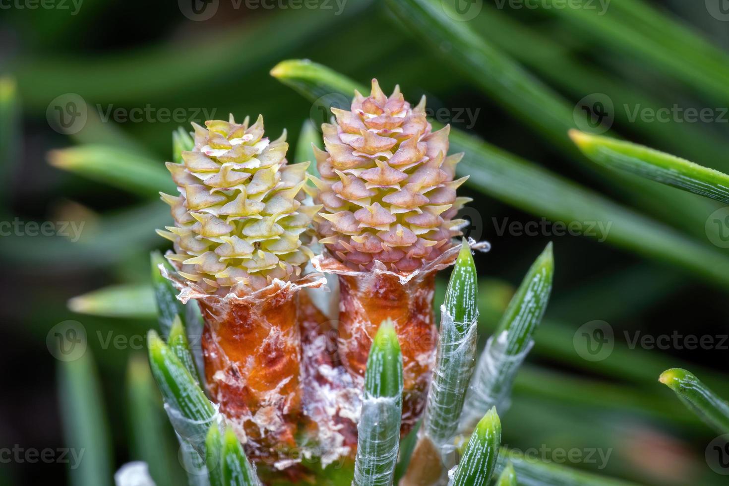 Jeune pousse de pin des arbres photo