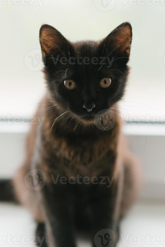 une magnifique Jeune chaton de noir ou marron Couleur est séance sur le la fenêtre. Accueil préféré animal de compagnie photo