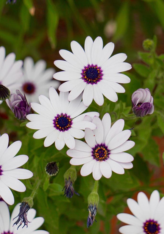 fleurs blanches dans le jardin au printemps photo