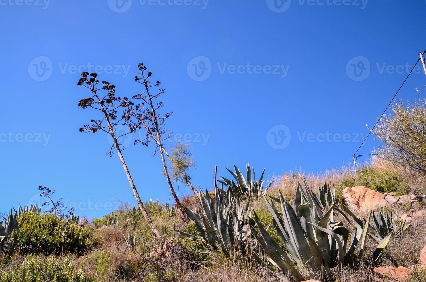 paysage sur Tenerife photo