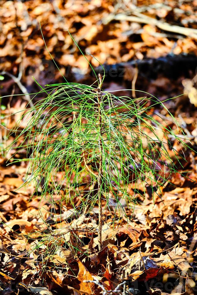 une pin arbre semis choux de le sol parmi une lit de séché feuilles photo