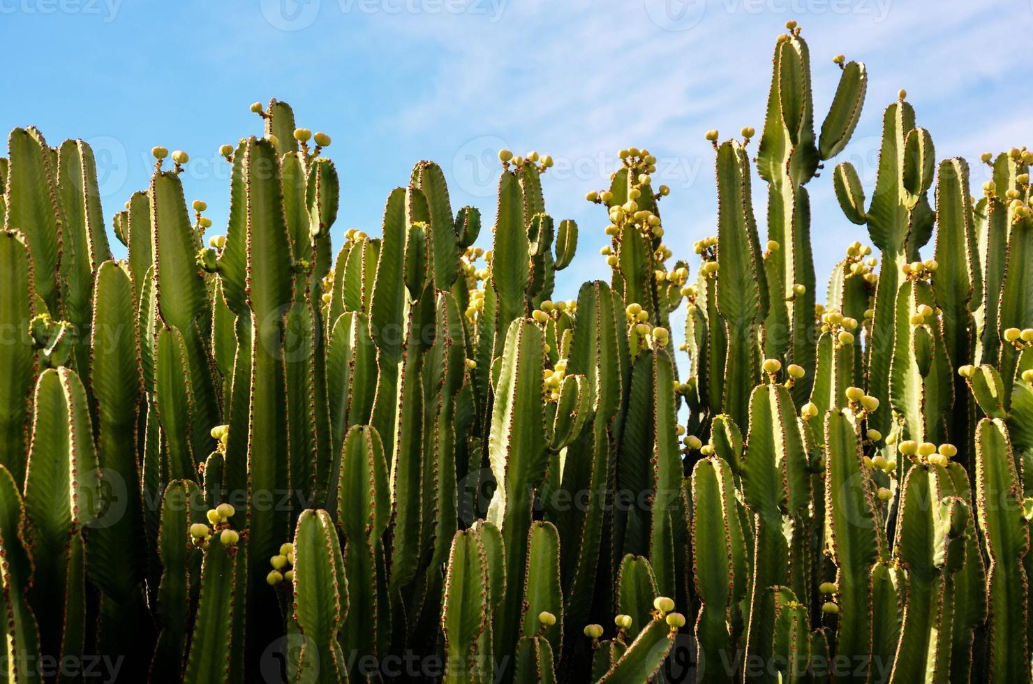 vert cactus les plantes photo