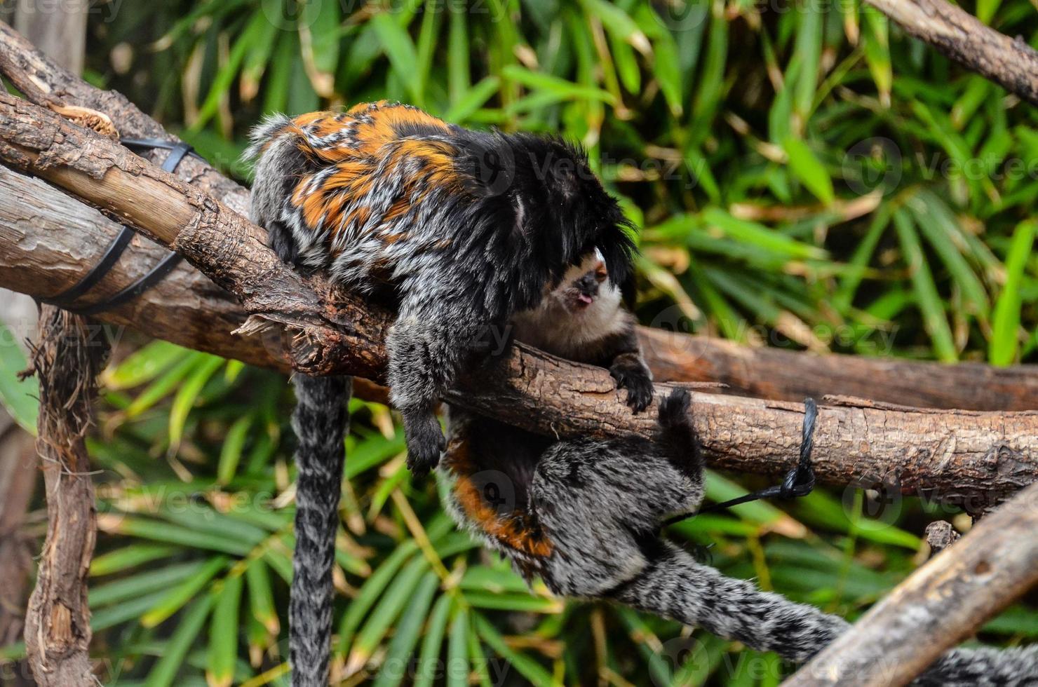 singes à le zoo photo