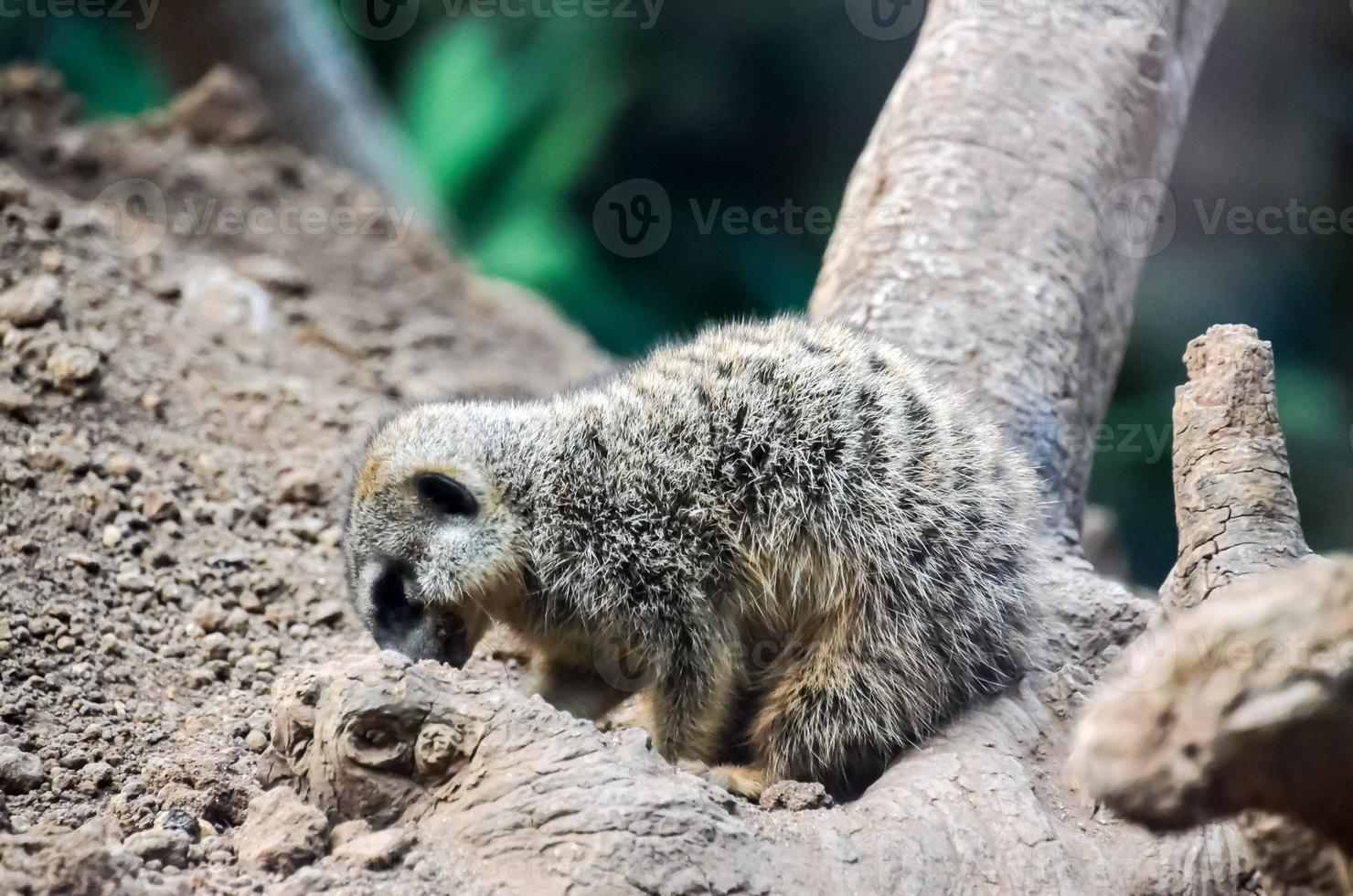 suricate à le zoo photo