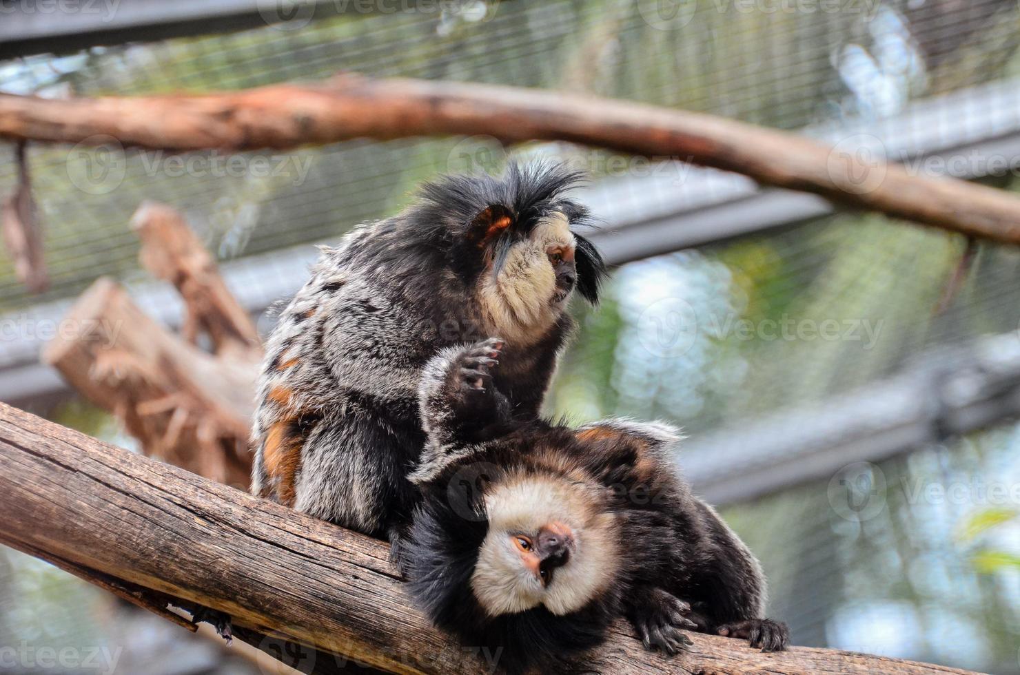 singes à le zoo photo