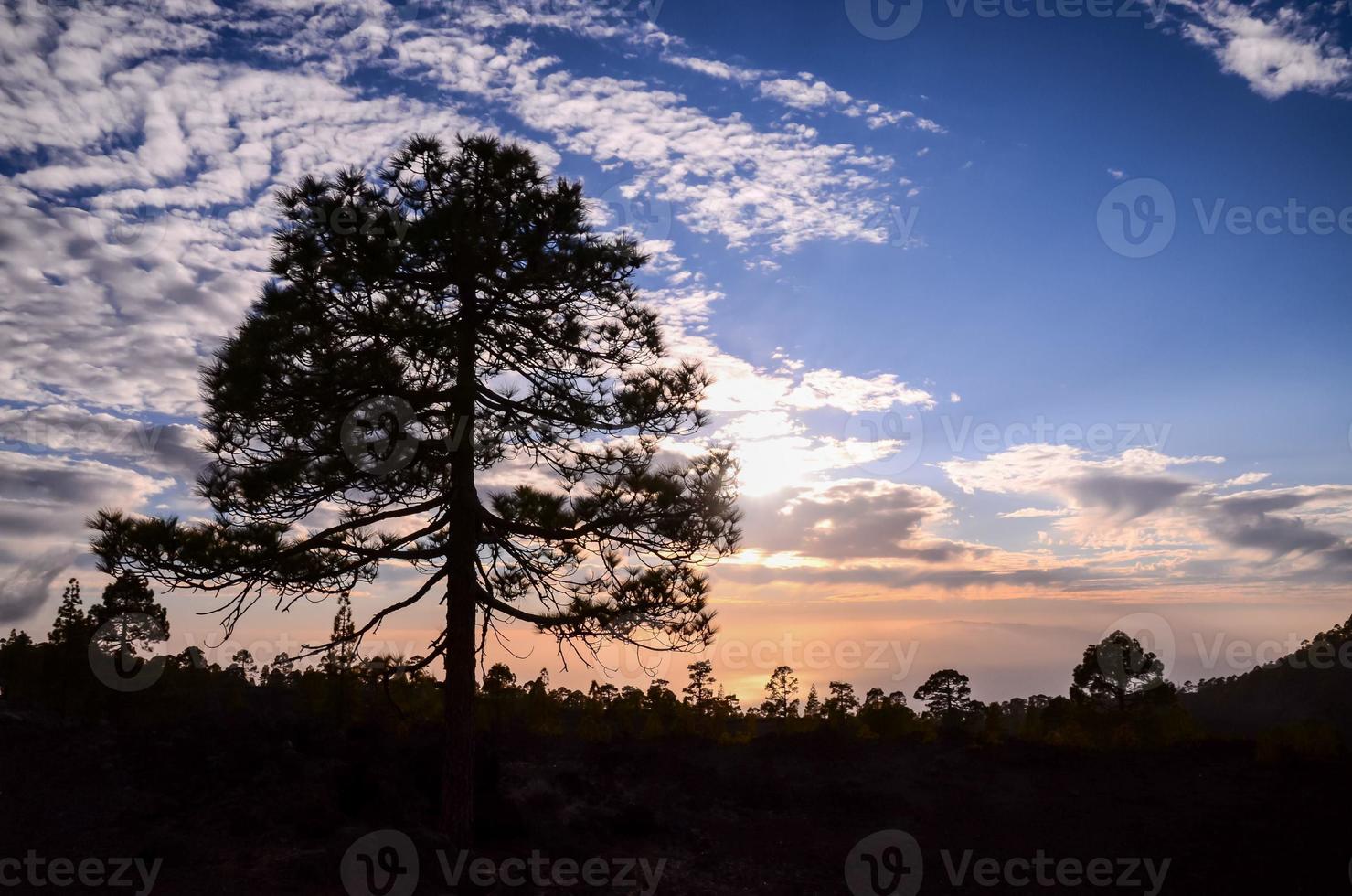 arbres au coucher du soleil photo