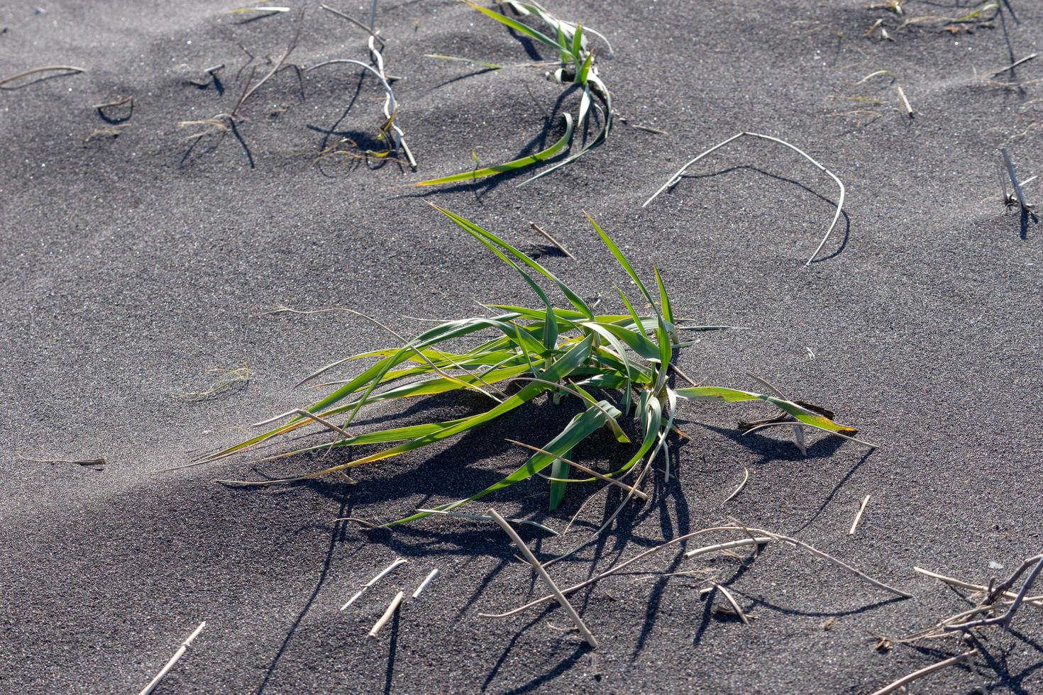 Patch de sable volcanique noir avec un peu d'herbe au Kamchatka, Russie photo