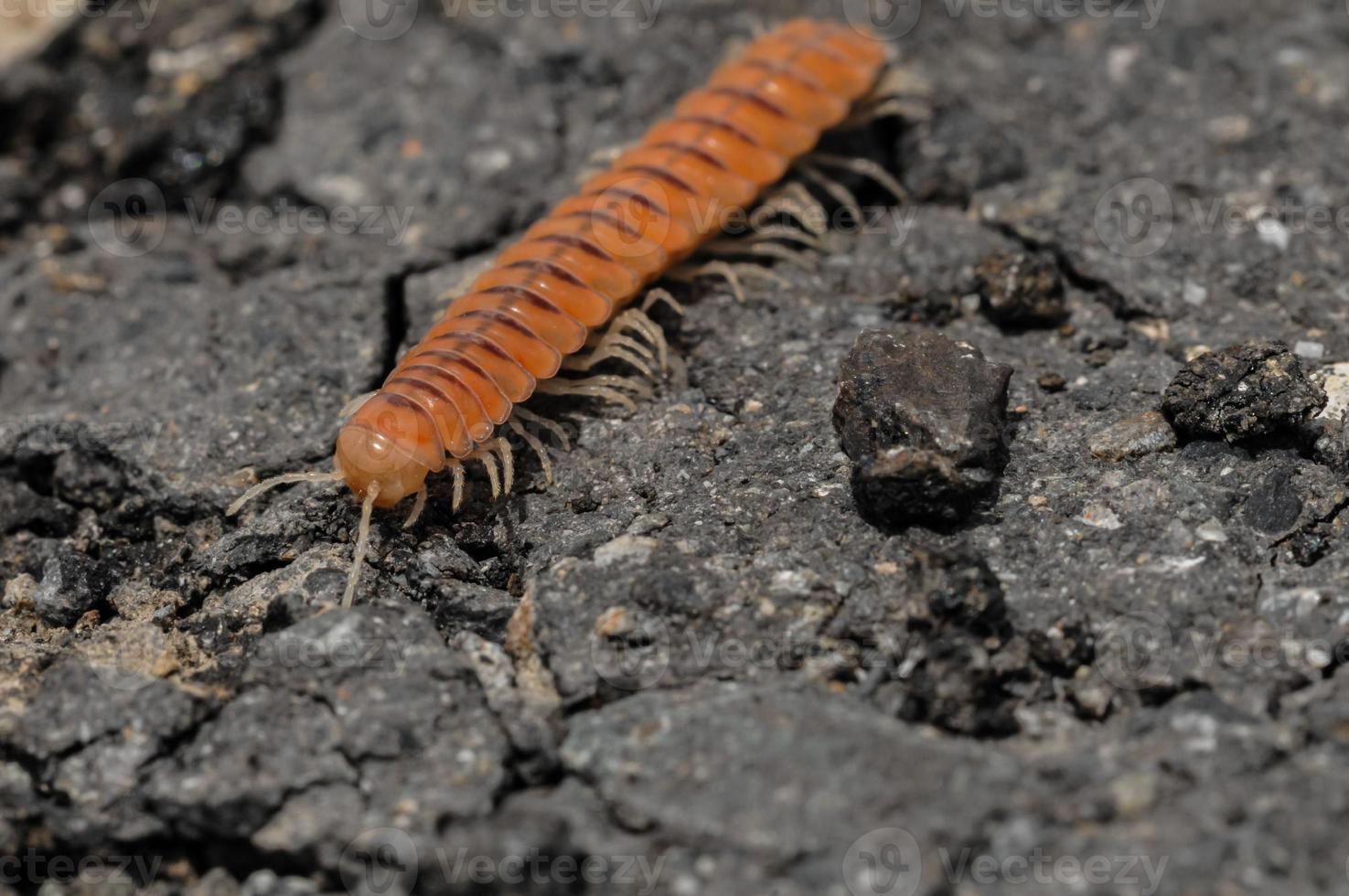 mille-pattes sur le rochers photo