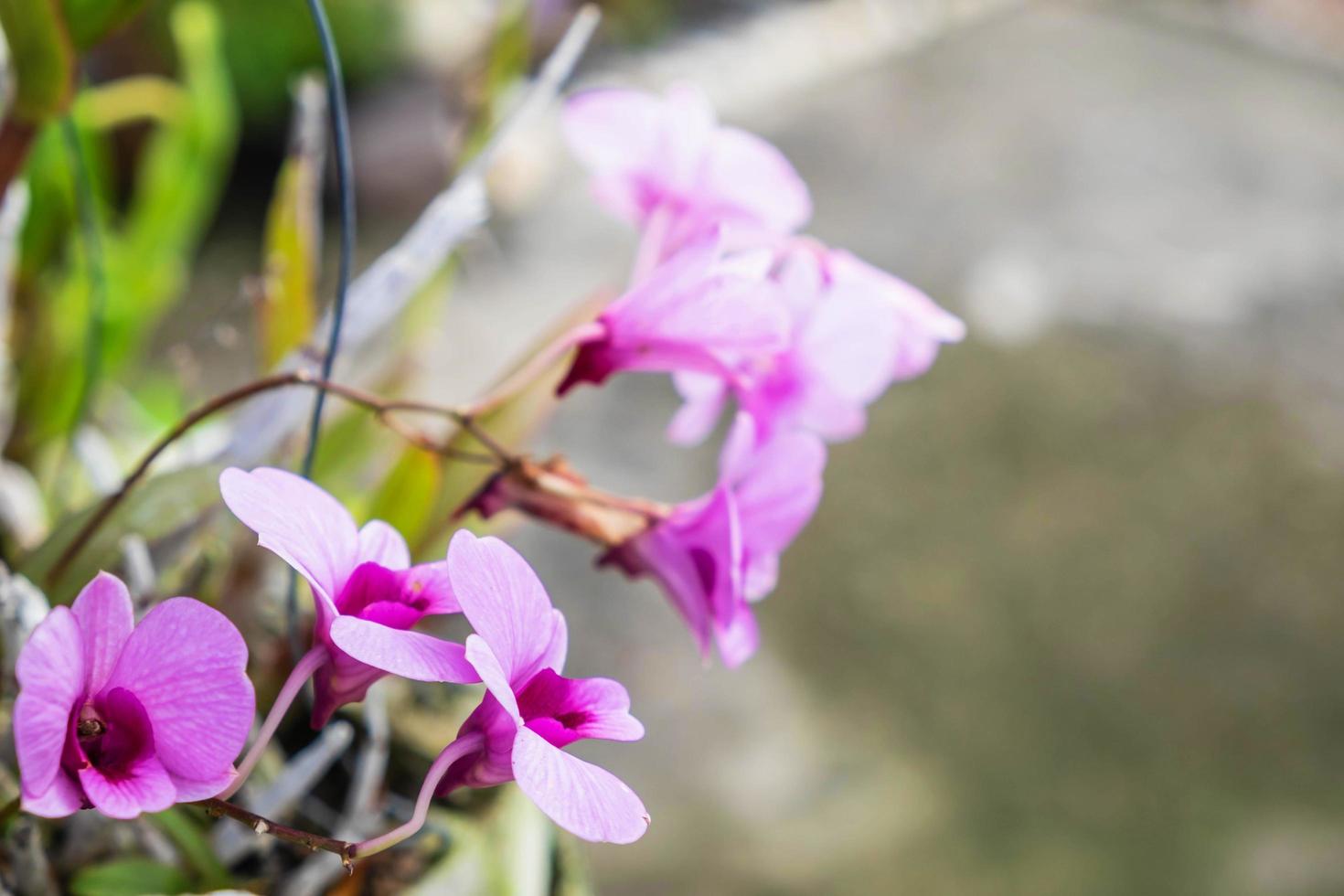 belles fleurs d'orchidées violettes photo
