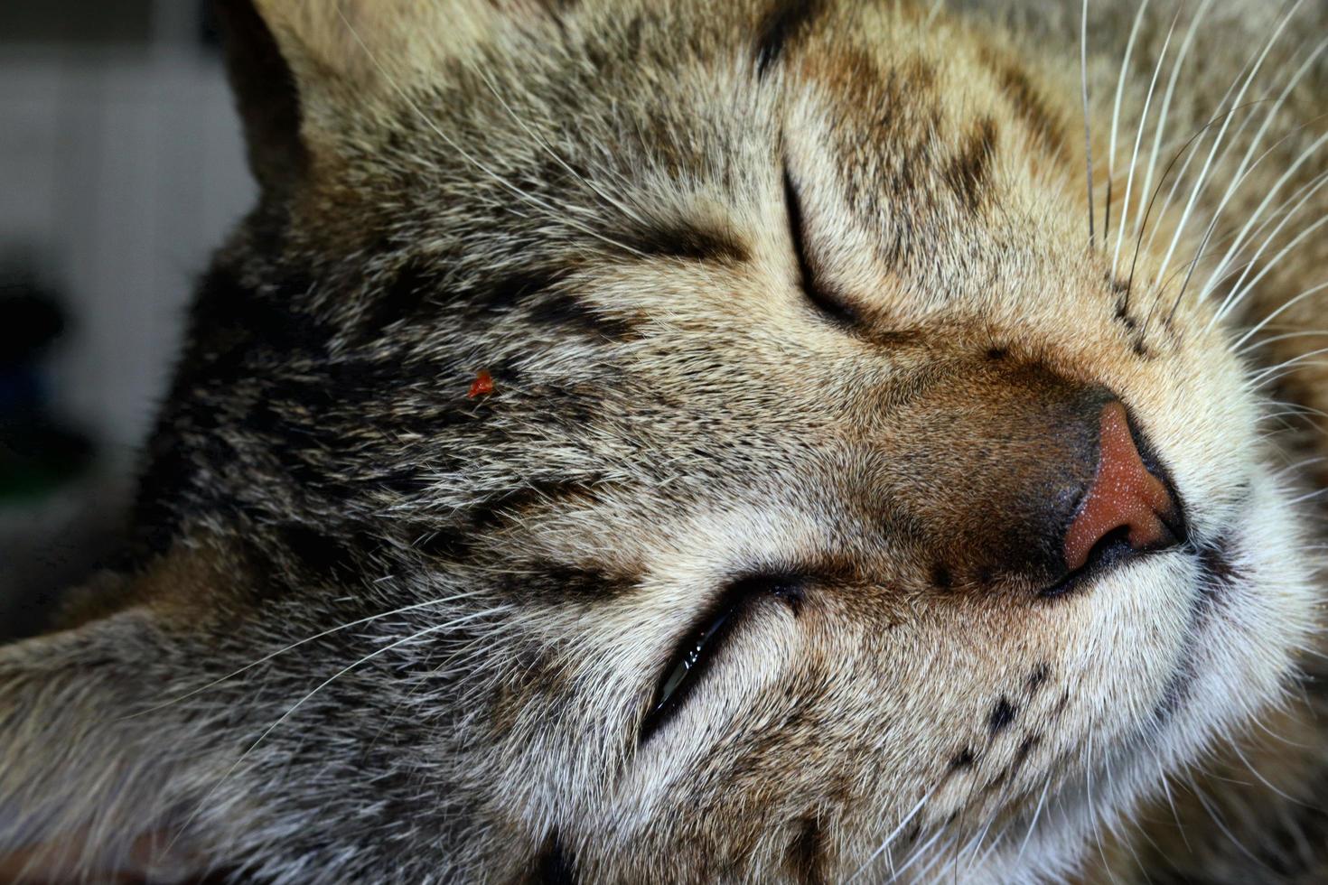 mammifères, chats à fourrure brune moelleuse et douce, animaux de compagnie mignons et mignons photo