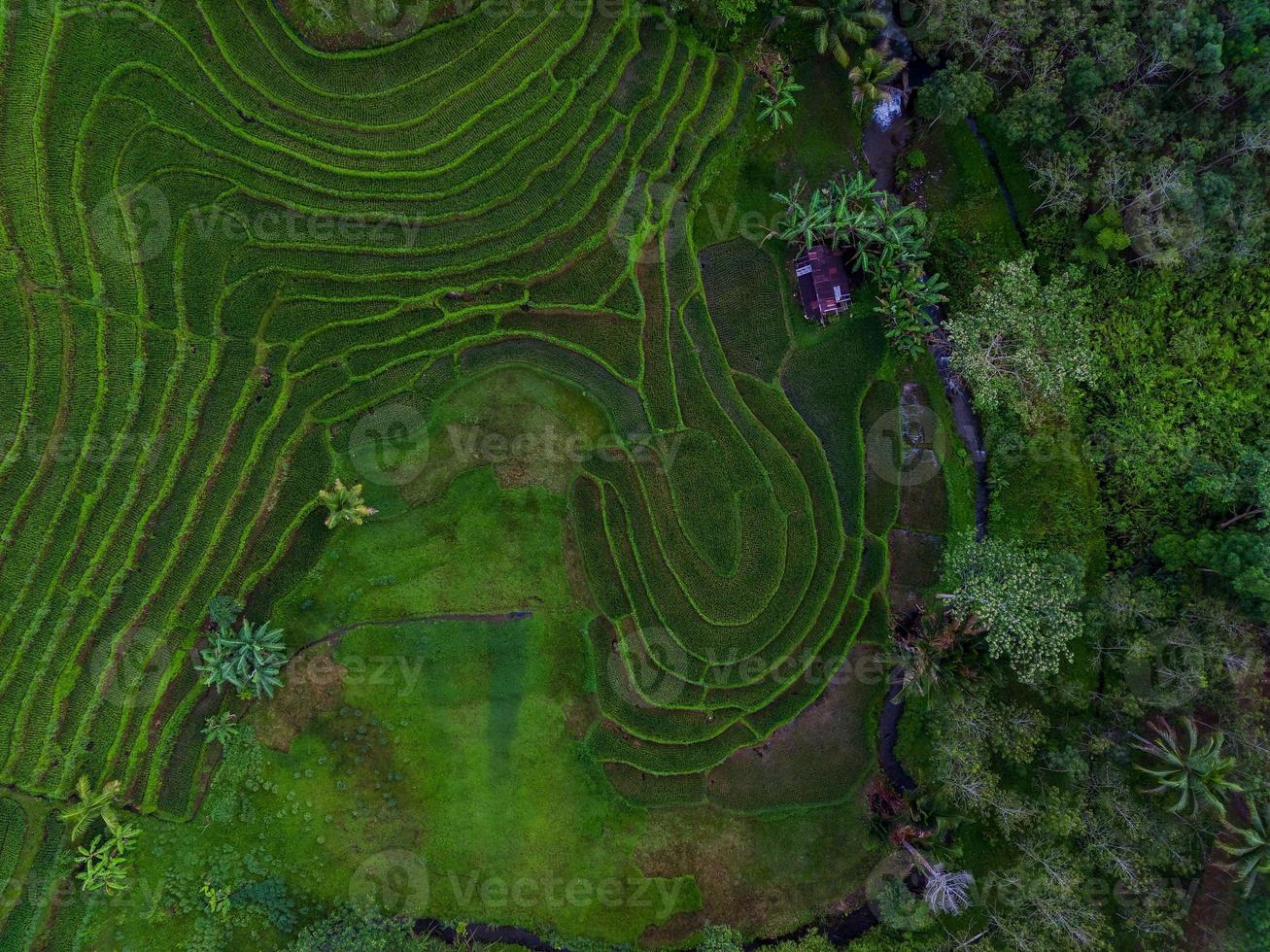 aérien vue de vert riz terrasses dans Indonésie photo