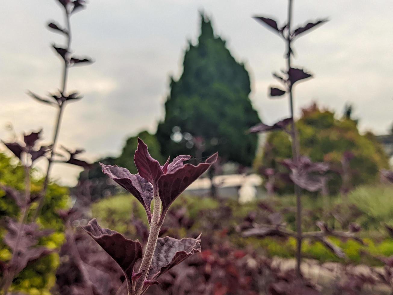 une proche en haut de alternanthera brésilienne plante photo