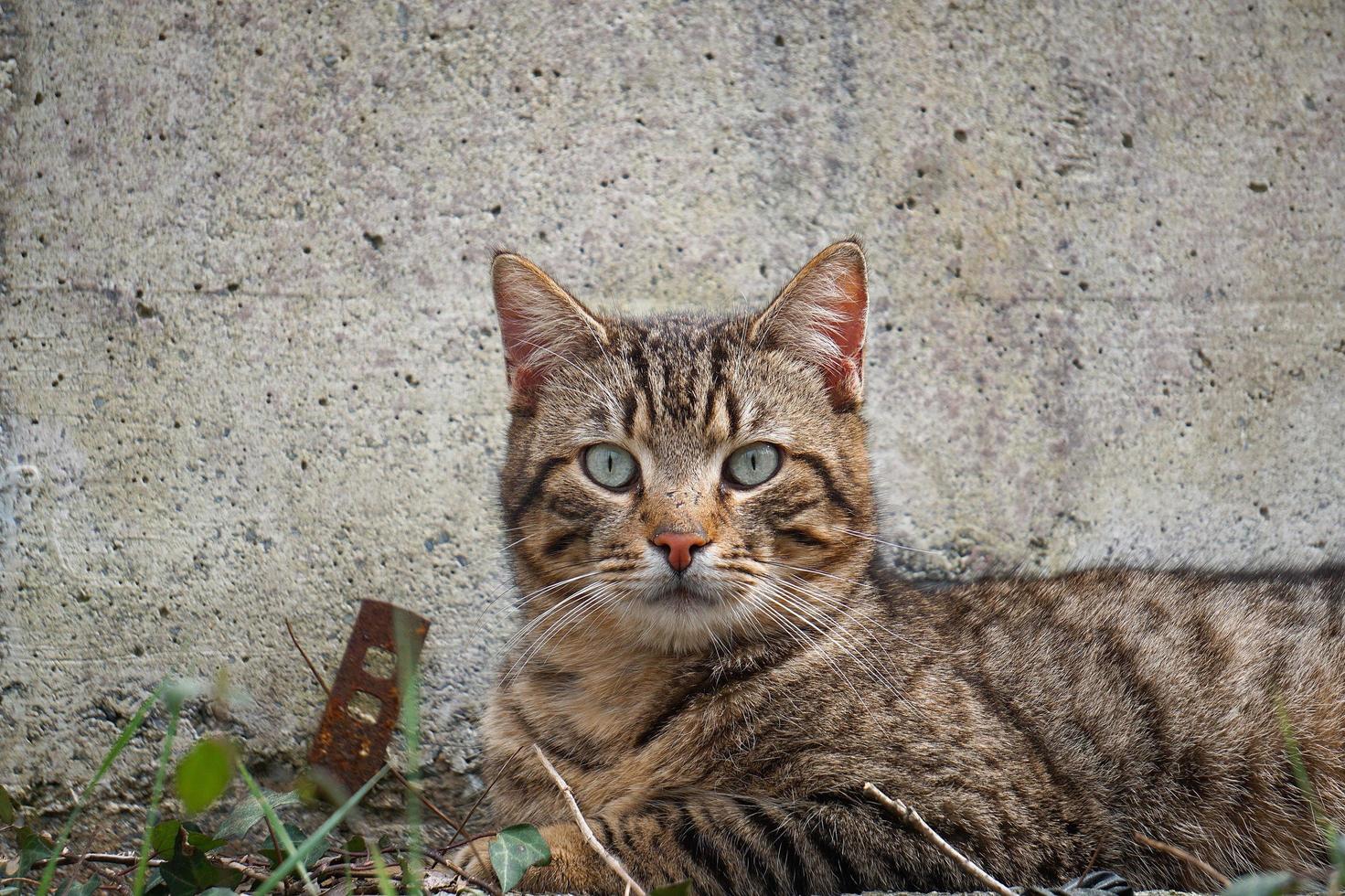 Portrait de chat errant gris photo