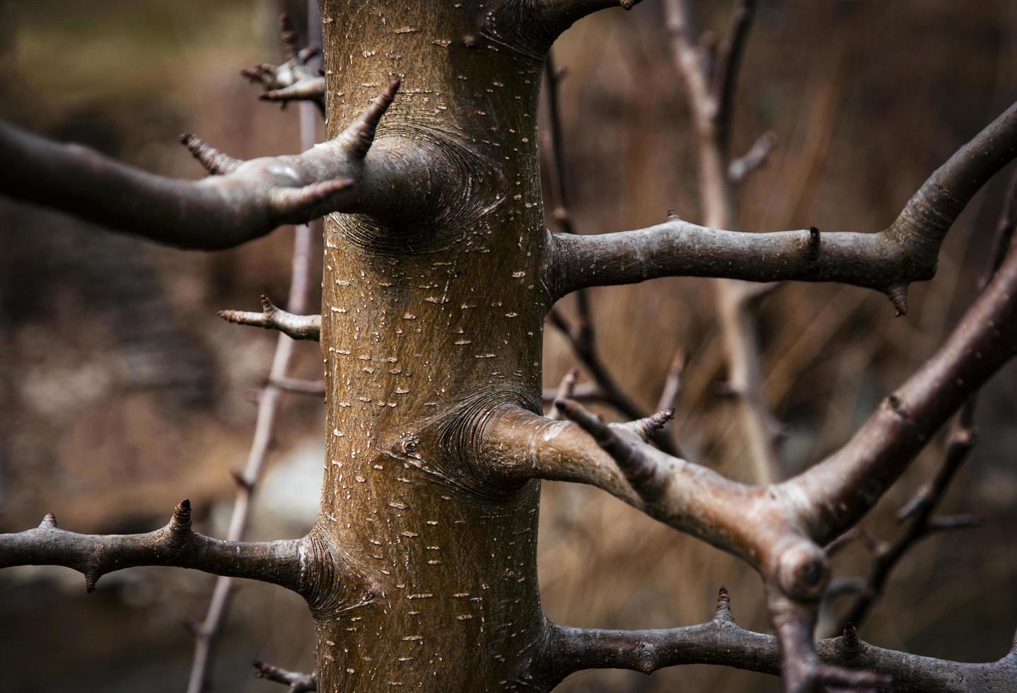 détail de branches sur un jeune arbre photo