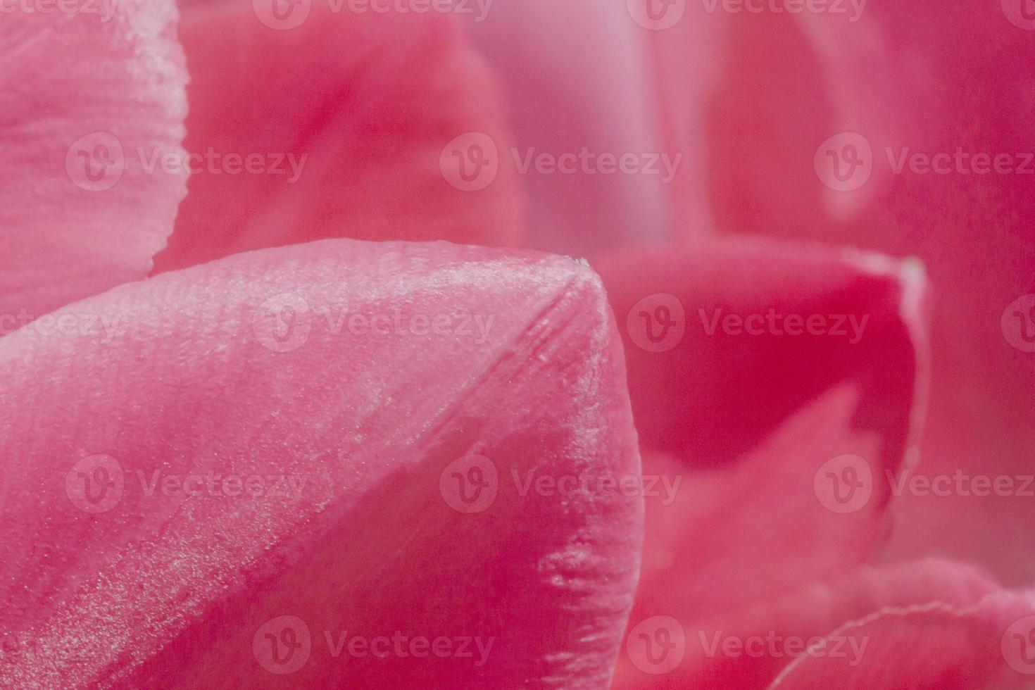 proche en haut de rose tulipes pétales photo