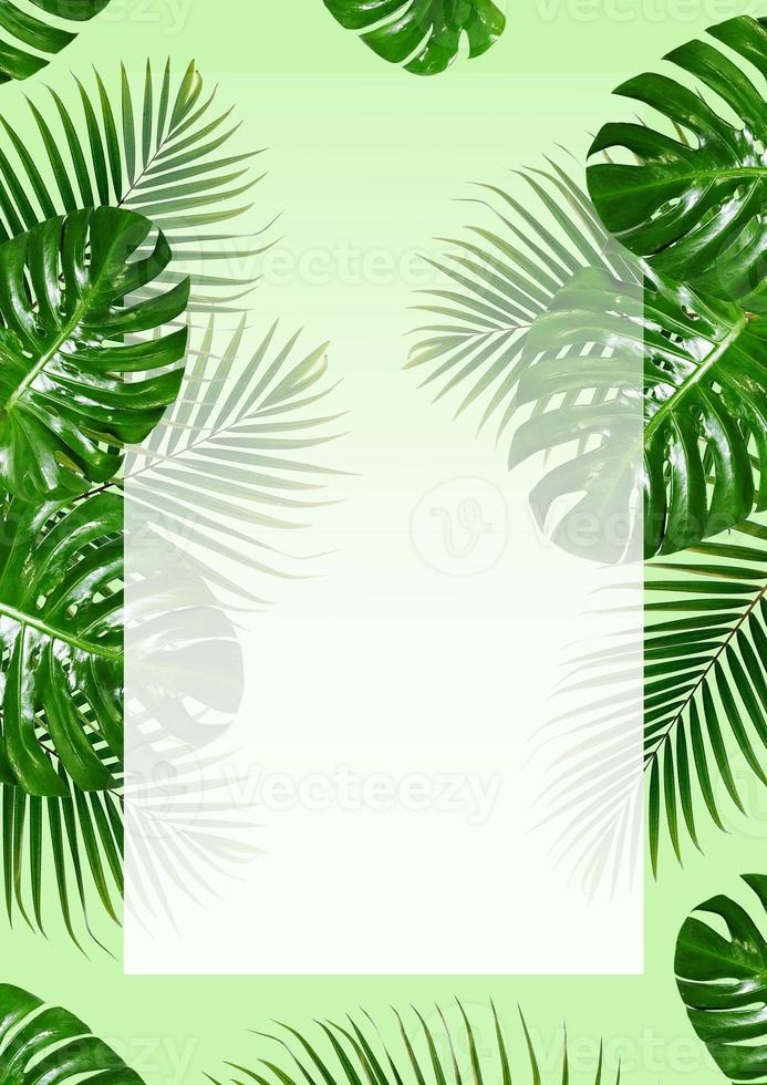 Cadre de feuilles vertes tropicales avec bordures blanches sur fond vert photo