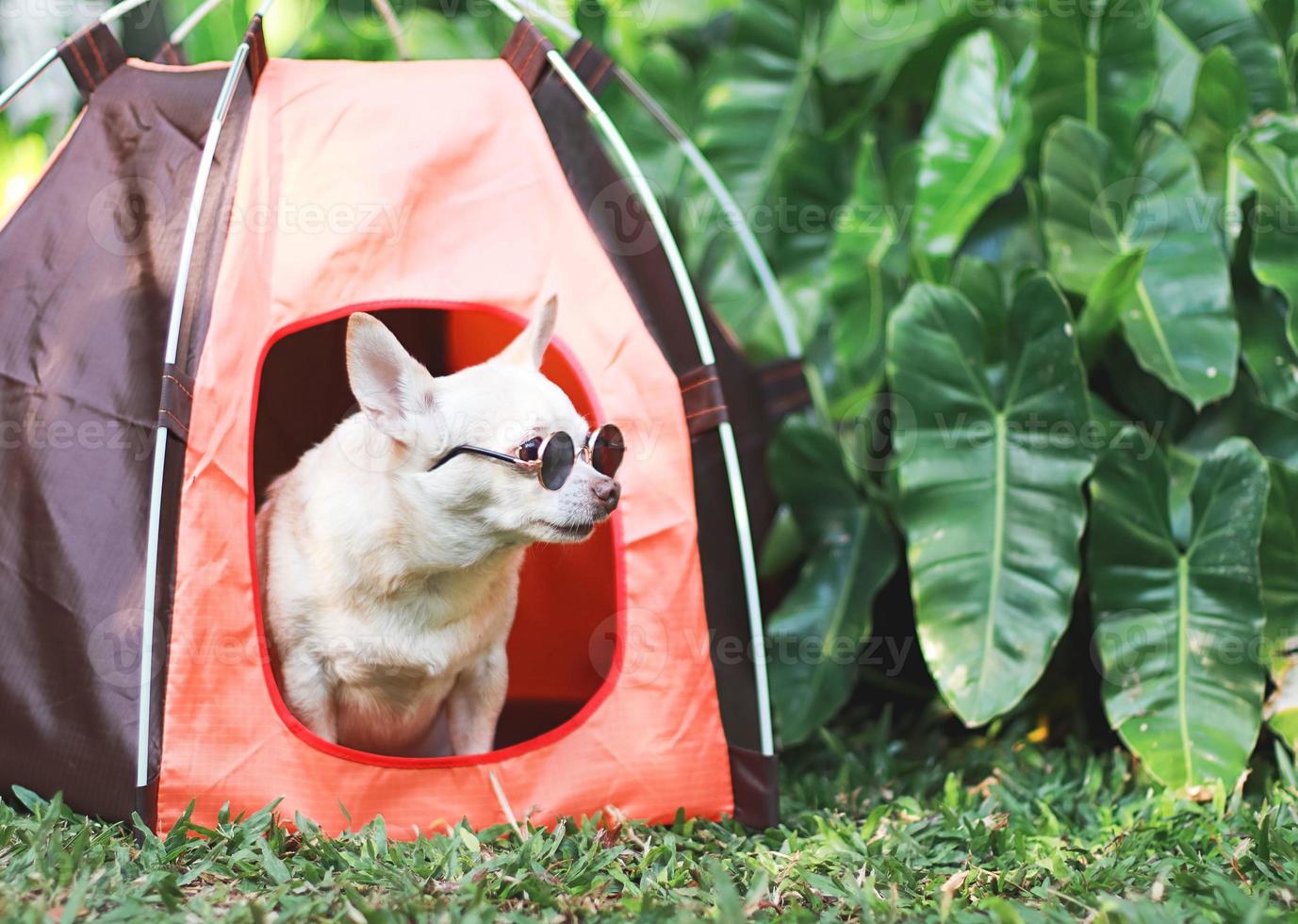 marron court cheveux chihuahua chien portant des lunettes de soleil séance dans Orange camping tente sur vert herbe, Extérieur, à la recherche loin. animal de compagnie Voyage concept. photo